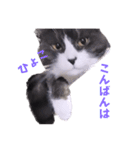 2階ねこーずスタンプ2021～2023（個別スタンプ：3）