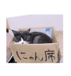 2階ねこーずスタンプ2021～2023（個別スタンプ：4）
