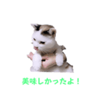 2階ねこーずスタンプ2021～2023（個別スタンプ：11）