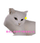 2階ねこーずスタンプ2021～2023（個別スタンプ：15）