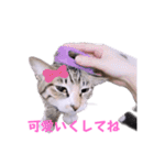 2階ねこーずスタンプ2021～2023（個別スタンプ：18）