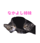 2階ねこーずスタンプ2021～2023（個別スタンプ：19）