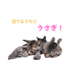 2階ねこーずスタンプ2021～2023（個別スタンプ：21）