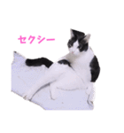 2階ねこーずスタンプ2021～2023（個別スタンプ：23）