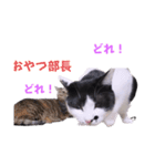 2階ねこーずスタンプ2021～2023（個別スタンプ：25）