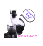 2階ねこーずスタンプ2021～2023（個別スタンプ：26）