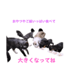 2階ねこーずスタンプ2021～2023（個別スタンプ：36）