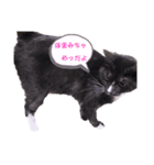2階ねこーずスタンプ2021～2023（個別スタンプ：37）