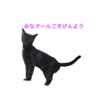 2階ねこーずスタンプ2021～2023（個別スタンプ：39）