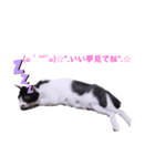 2階ねこーずスタンプ2021～2023（個別スタンプ：40）
