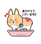 ちばコーギー（個別スタンプ：3）