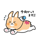 ちばコーギー（個別スタンプ：12）