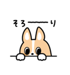 ちばコーギー（個別スタンプ：30）