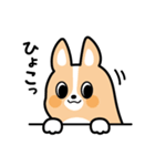 ちばコーギー（個別スタンプ：31）