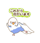 インコちゃんの敬語スタンプ（個別スタンプ：7）