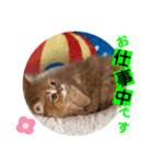 ねこまーち クリスタルプリンス（個別スタンプ：11）