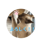 ロシアンとトンキ02（個別スタンプ：7）