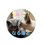 ロシアンとトンキ02（個別スタンプ：9）