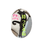 ロシアンとトンキ02（個別スタンプ：10）