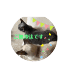 ロシアンとトンキ02（個別スタンプ：13）