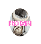 ロシアンとトンキ02（個別スタンプ：18）