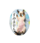 ロシアンとトンキ02（個別スタンプ：19）