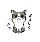 ココちゃん 猫スタンプ（個別スタンプ：1）
