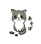 ココちゃん 猫スタンプ（個別スタンプ：12）