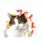 近藤家のねこちゃん2（個別スタンプ：14）