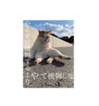 俺、いちのじょう。.3（個別スタンプ：40）