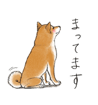 あざとかわいい柴犬こたろうの日常 その3（個別スタンプ：12）