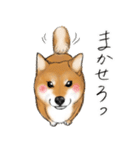 あざとかわいい柴犬こたろうの日常 その3（個別スタンプ：17）