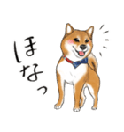 あざとかわいい柴犬こたろうの日常 その3（個別スタンプ：40）