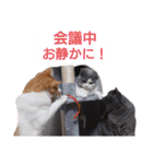 猫様達のわちゃわちゃスタンプ（個別スタンプ：23）