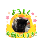 黒猫まおくん（個別スタンプ：16）