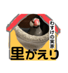 桜文鳥わすけ わすのご用事（個別スタンプ：17）