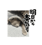 RIRI＆RON⑦（個別スタンプ：6）