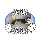 にゃんこにゃんこ11（個別スタンプ：7）