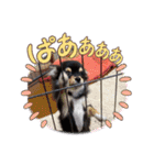 チワワのくう太スタンプ（個別スタンプ：1）