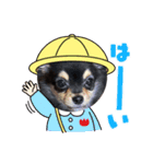 チワワのくう太スタンプ（個別スタンプ：3）
