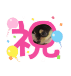 チワワのくう太スタンプ（個別スタンプ：4）