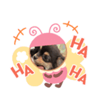 チワワのくう太スタンプ（個別スタンプ：12）