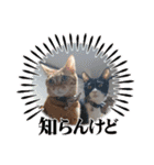 May＆CRAW（個別スタンプ：14）