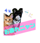 ニャンでかスタンプ（個別スタンプ：1）