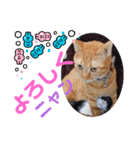 ニャンでかスタンプ（個別スタンプ：3）
