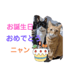ニャンでかスタンプ（個別スタンプ：5）