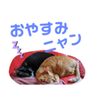 ニャンでかスタンプ（個別スタンプ：7）