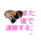 ニャンでかスタンプ（個別スタンプ：8）