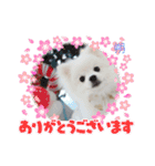 ホワイトポメの可愛い朔たん（個別スタンプ：2）