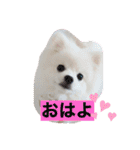 ホワイトポメの可愛い朔たん（個別スタンプ：8）